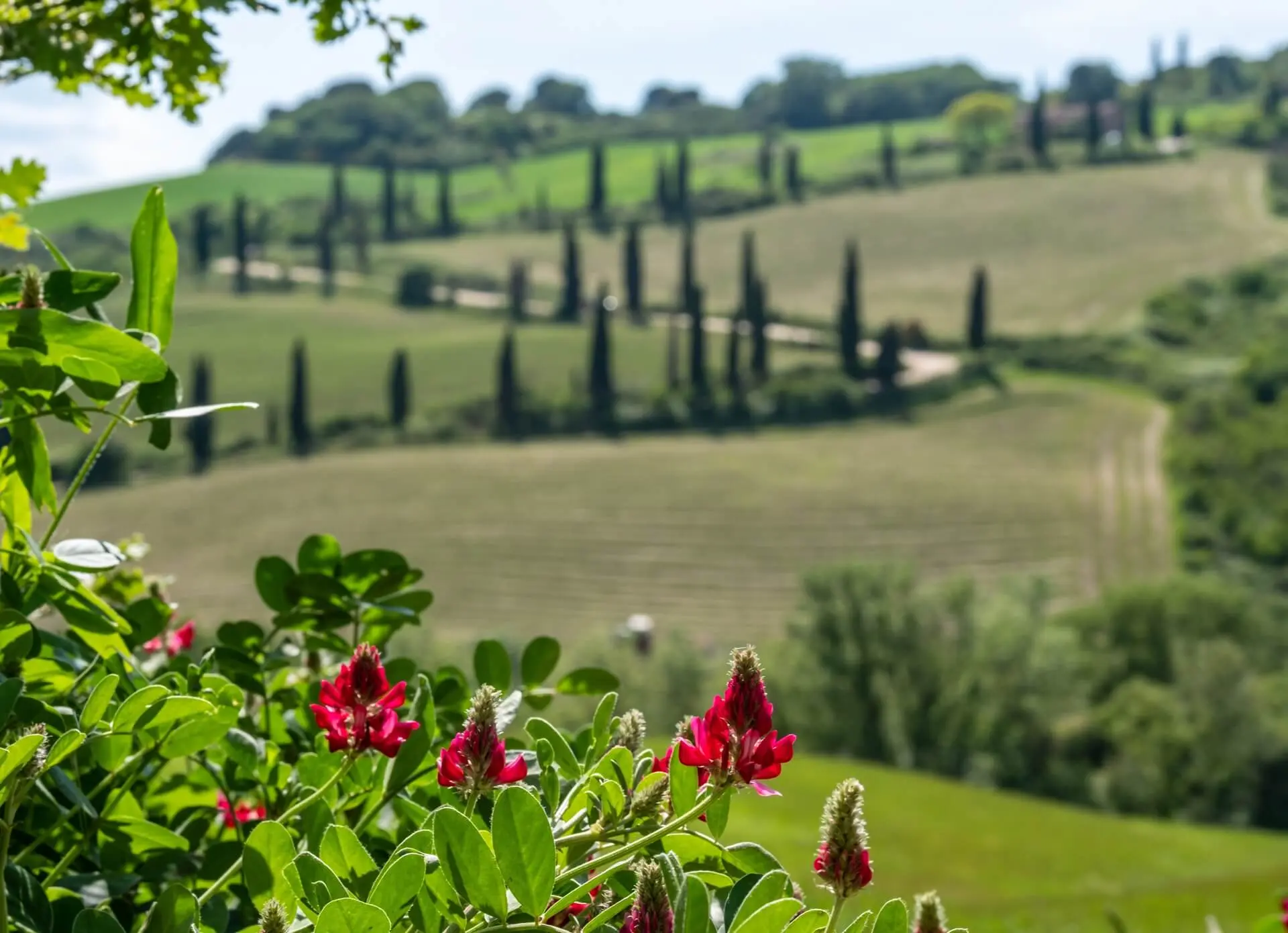 Colline toscane con cipressi e fiori rossi in primo piano.